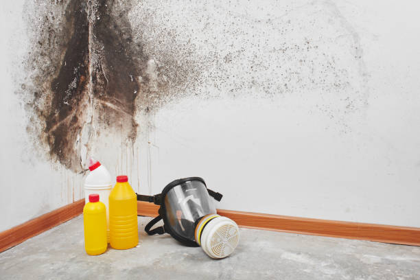 Best Crawl Space Mold Removal  in Key Center, WA