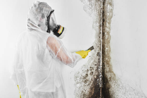 Best Mold Removal Near Me  in Key Center, WA