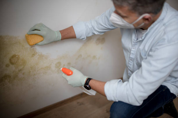 Mold Removal Process in Key Center, WA