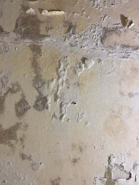 Crawl Space Mold Removal in Key Center, WA