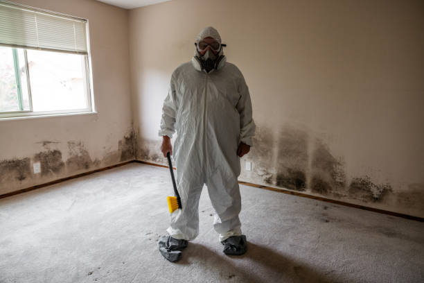 Best Same-Day Mold Removal  in Key Center, WA
