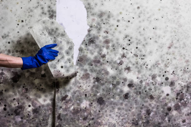 Best Mold Damage Repair  in Key Center, WA